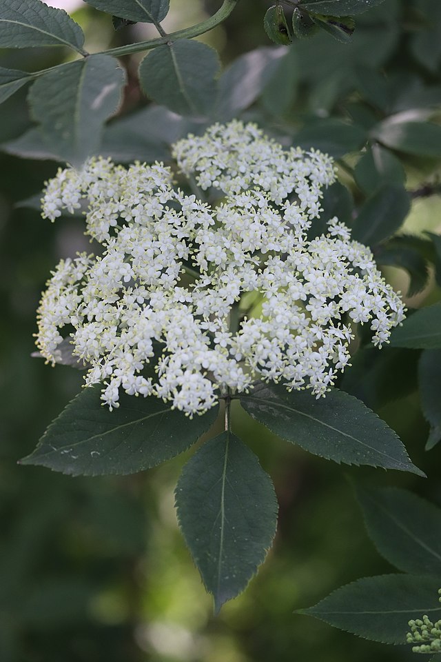 <p>adoxacées</p>