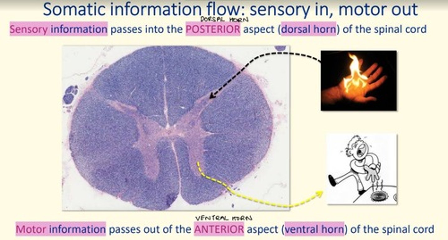 <p>Sensory information passes into the posterior aspect (dorsal horn) of the spinal cord via afferent neurons</p>