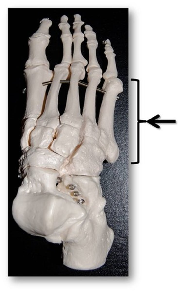 <p>Name these specific bones of the foot.</p>