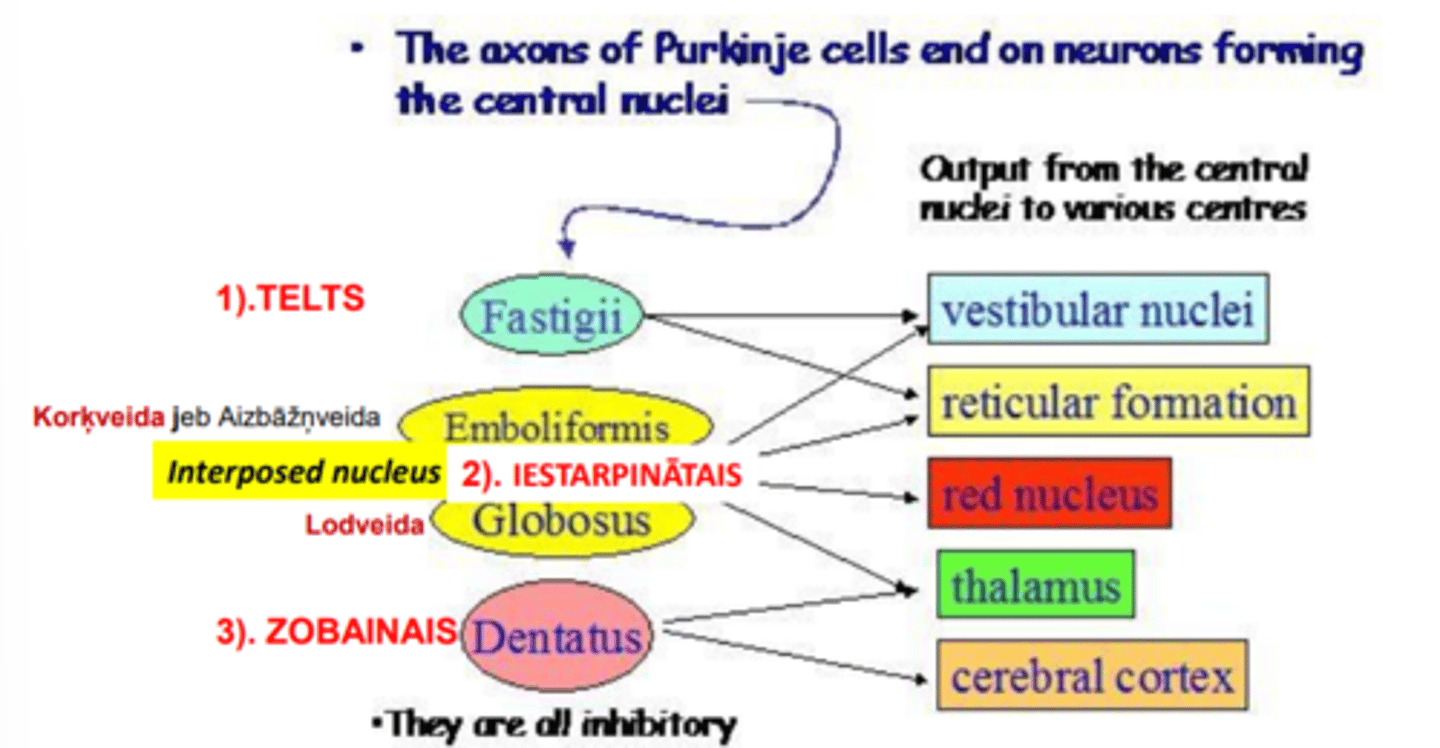 <p>1) telts (fastigii)</p><p>2) iestarpinātais (interposed nucleus):</p><p>- korķveida (emfoliformis)</p><p>- lodveida (globosus)</p><p>3) zobainais (dentatus)</p>