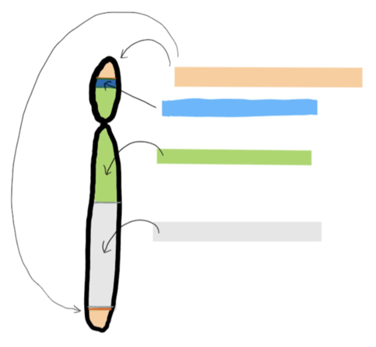 <p>Orange: pseudoautosomal region/telomere (PAR)<br>Blue: SRY gene<br>Green: Euchromatin region<br>Gray: Heterochronatin region</p>