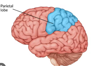 <p>Processes touch, pain, temperature, and includes the somatosensory cortex. Located at the top and rear of the brain. </p>