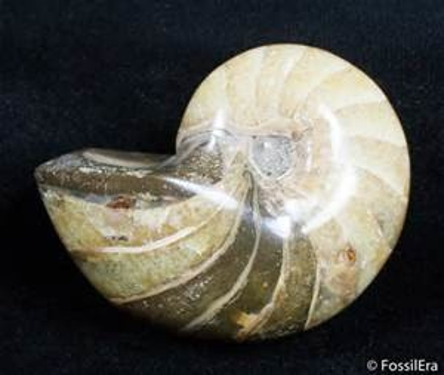 <p>Subclass of cephalopods and mollusks</p><p>-straight shell connections</p>