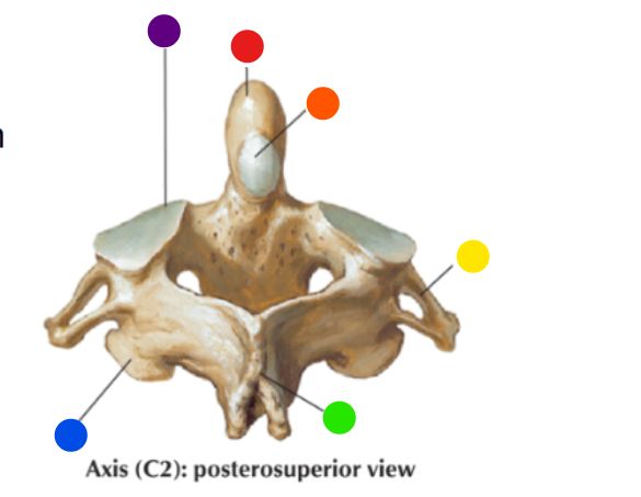 <p>What is the structure labeled at the blue dot?</p>