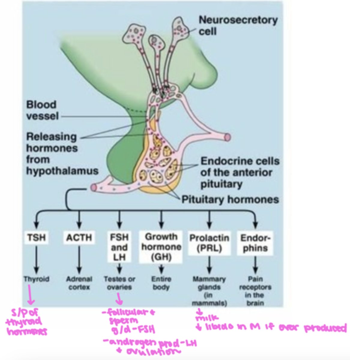 <p>- an endocrine gland whose secretions are controlled by hypothalamic hormones</p><p>- secretes six different hormones: TSH, ACTH, FSH/LH, Growth hormone (GH), Prolactin (PRL), endorphins</p>