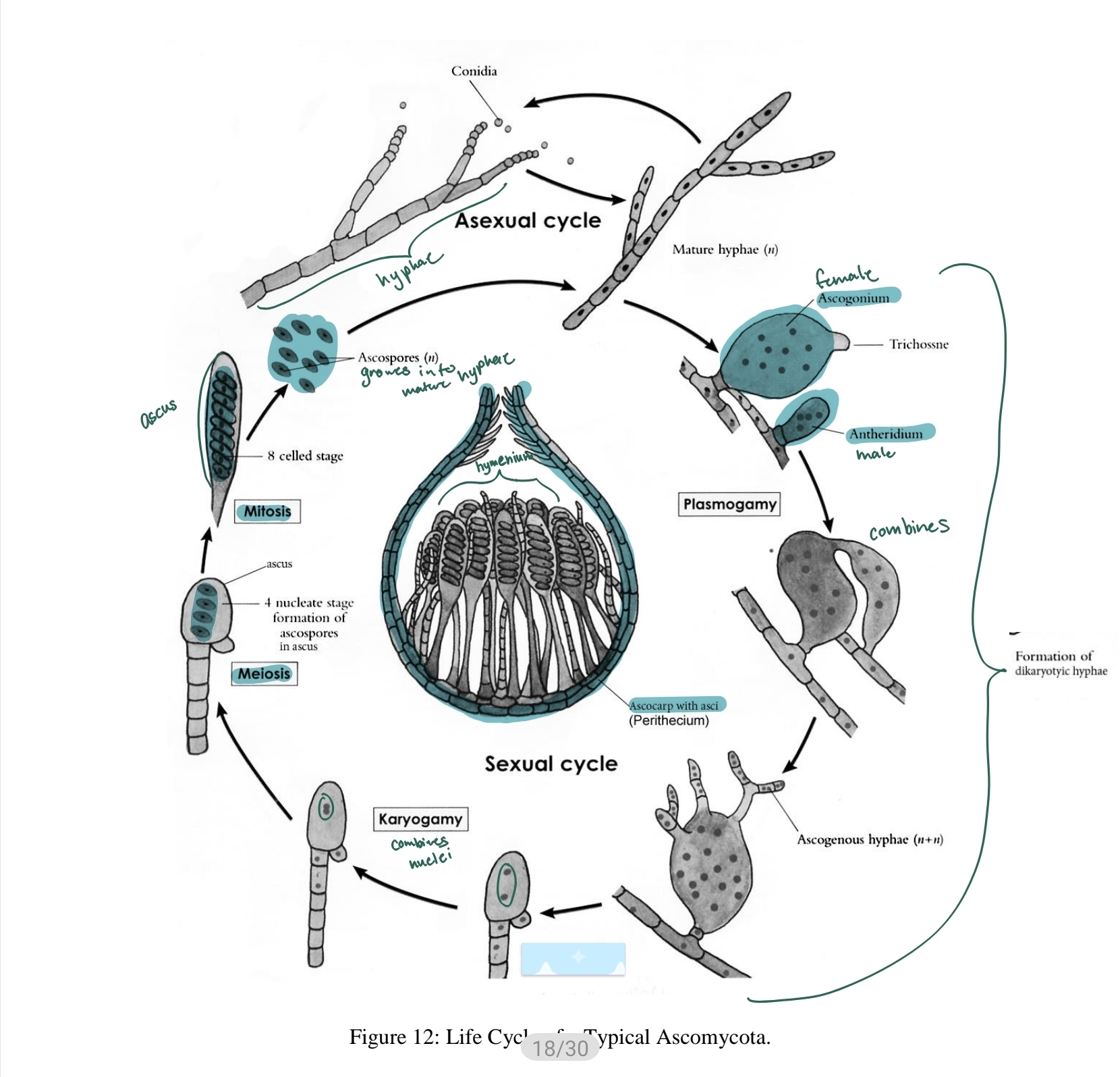 <p>the life cycle of ascomycota - haploid nuclei</p>