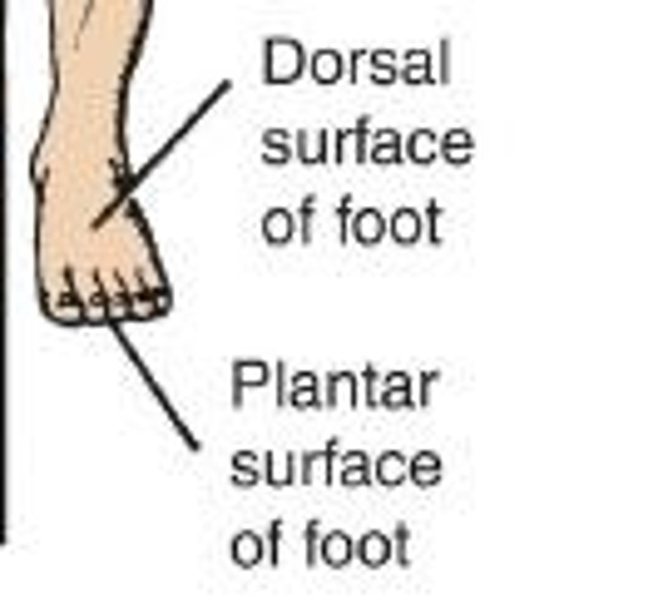 <p>A special term used to describe the movement of the foot.</p>