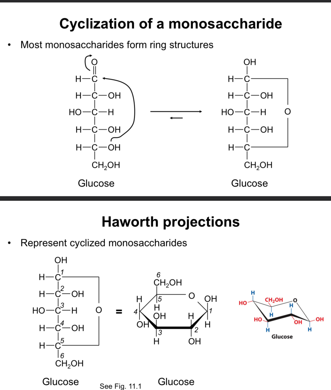 <ul><li><p>Sugars like glucose tend to cyclize due to nucleophilic attack (O from 5th carbon attacks carbonyl)</p></li><li><p>Results in a stable ring structure typically containing 5 or 6 members (favorably cyclized form)</p></li></ul><p></p><ul><li><p>the C=O becomes OH once the hydroxyl group from the 5th carbon bonds to it</p></li></ul><p></p>