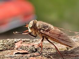 <p>Species of insect.</p>