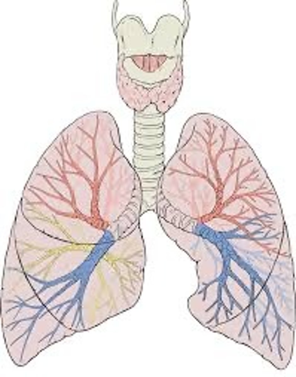 <p>two spongy organs, located in the thoracic cavity enclosed by the diaphragm and rib cage, responsible for respiration, contains alveoli to preform gas exchange</p>