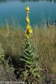 <p>verbascum densiflorum</p>