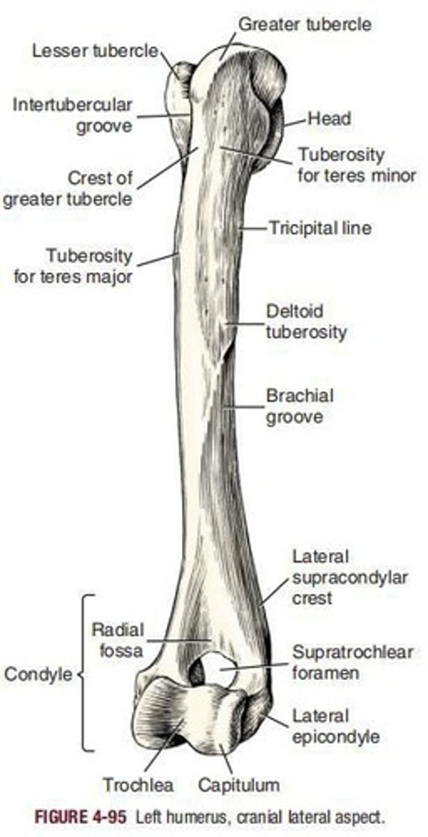 <p> is the bone of the arm, or brachium. Proximally it articulates with the scapula in forming the shoulder joint; distally it articulates with the radius and ulna in forming the elbow joint.</p>