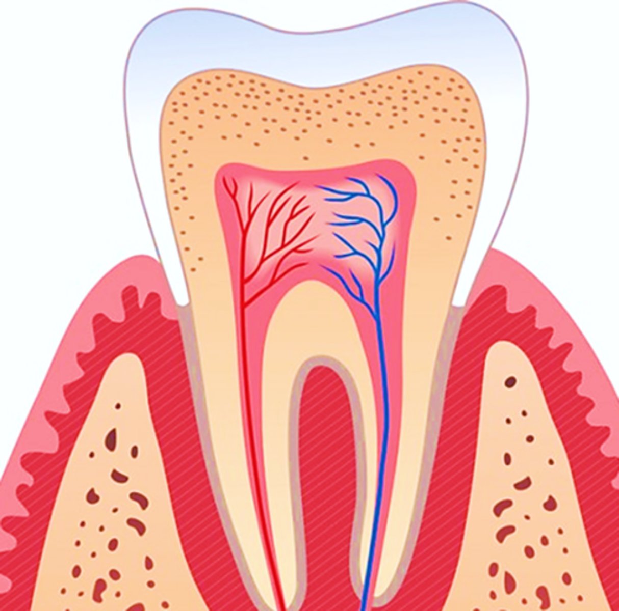 <p>Which tooth structure is hardest (most calcified)?</p>