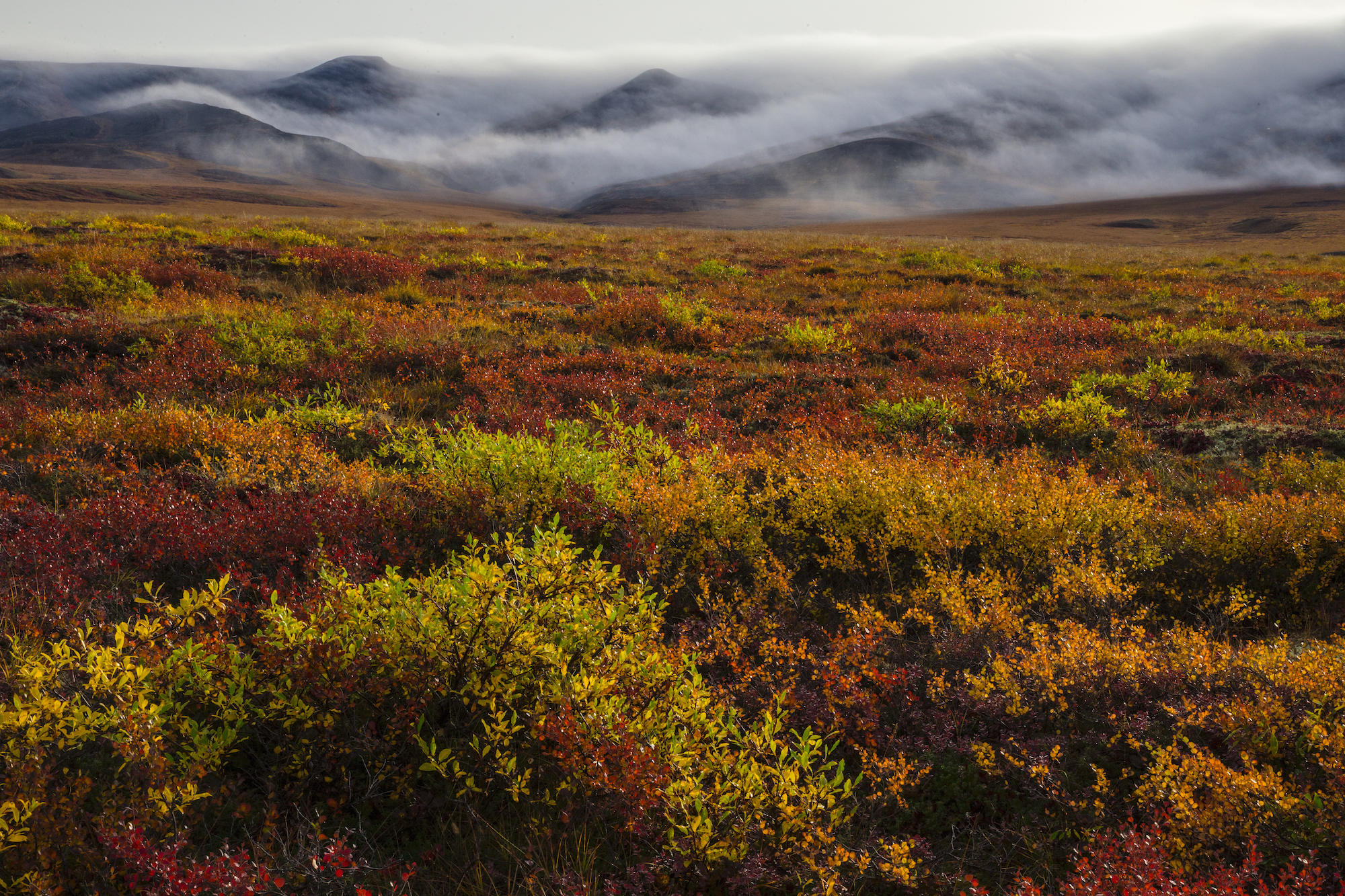 <p>Cold, water mostly frozen, short growing season, hardy plants, seasonal dormancy</p>