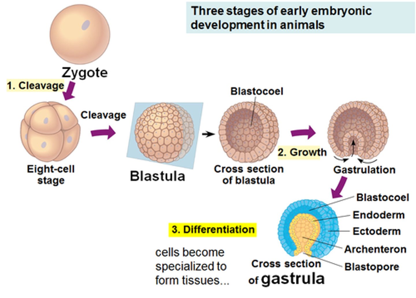 <p>Fertilization, cleavage, gastrulation, organogenesis</p>