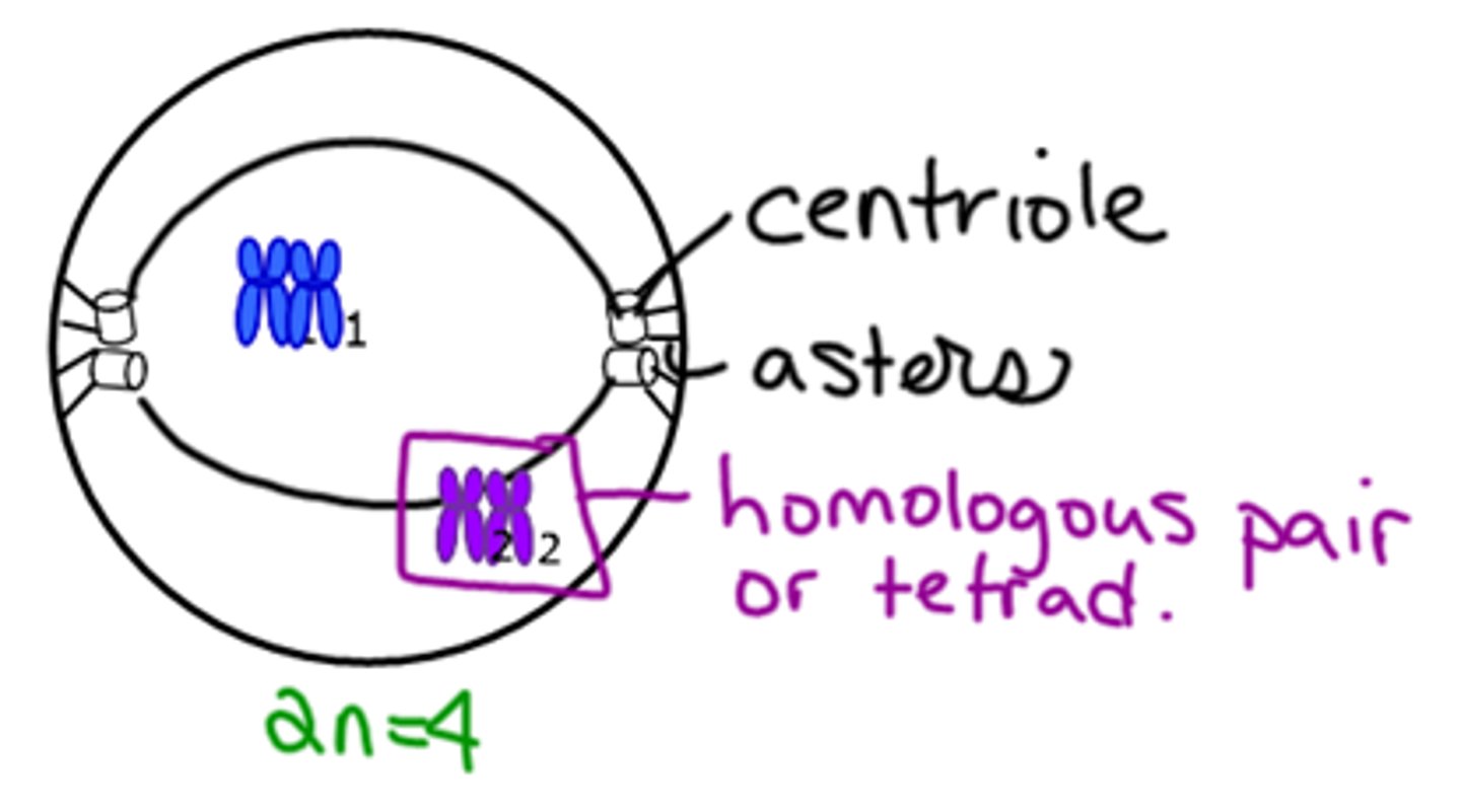 <p>Synapsis - homologous chromosomes (tetrads) pair up.</p><p>Crossing over may occur - exchange of genetic material.</p>