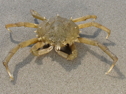 <p>Spider Crab</p>