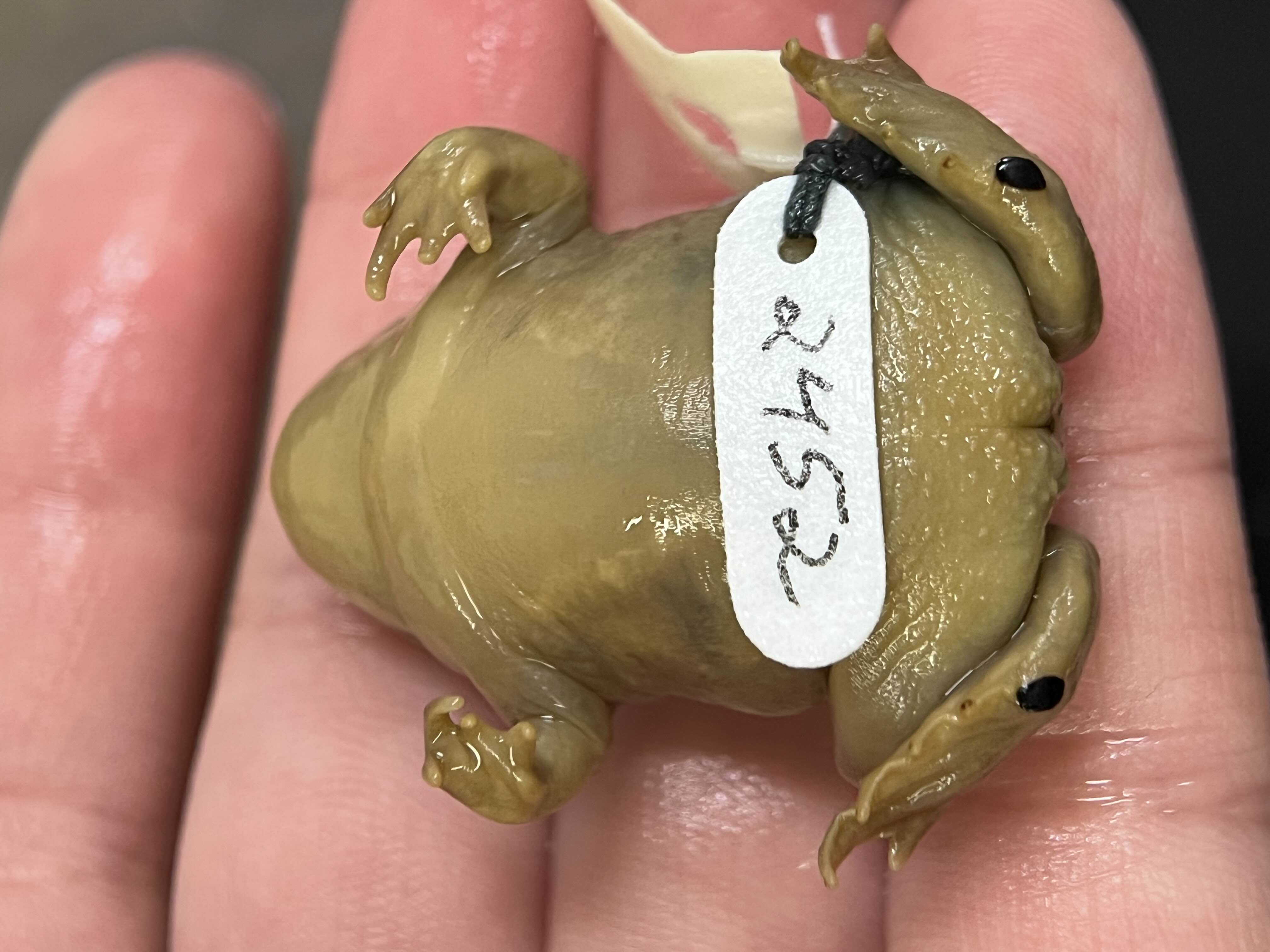 <p>Family + species?</p><ul><li><p>no boss (no raised nose)</p></li><li><p><strong>sickle shaped spade (though hard to tell on specimen)</strong></p></li><li><p>South-east California</p></li><li><p>Special Concern</p></li></ul><p></p>