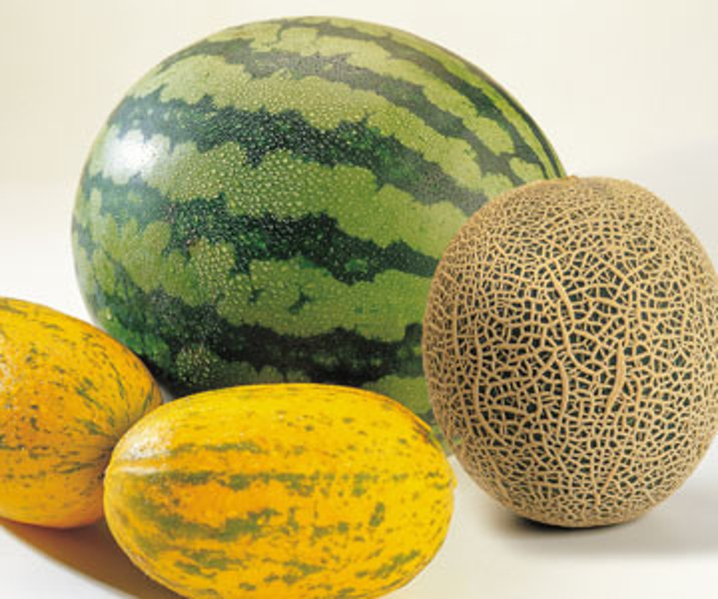 <p>melon</p>