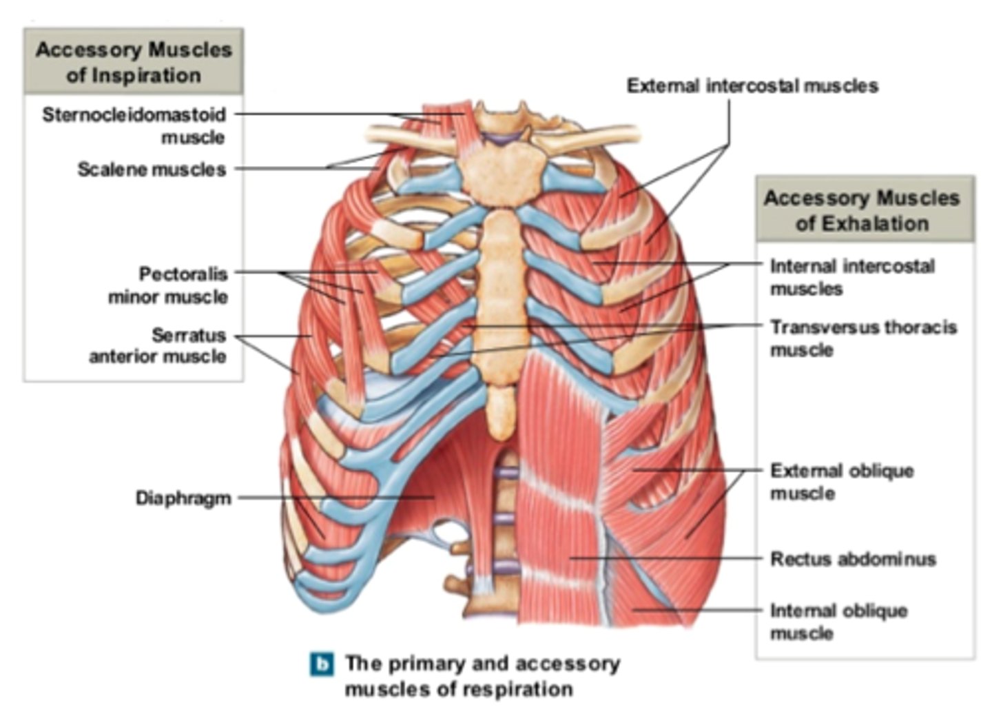 <p>scalenes: vertebrae to first 2 ribs</p><p>Sternocleidomastoid : skull mastoid process to sternum and clavicle.</p><p>Pectoralis minor: scapula to ribs. I</p><p>ntercostals: between ribs; internal and external layers.</p><p>Diaphragm: attach to pleura at base of lungs</p><p>Abdominals: arranged in layers; fiber directions can be used to help identify</p><p>- Rectus abdominus - vertical.</p><p>- Transverse abdominus - horizontal.</p><p>- External oblique - "V" shape (down and to centre)</p><p>- Internal oblique - inverted "V" shape (up and to centre).</p>