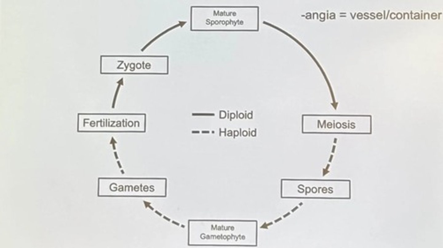 <p>Basic level of classification.</p>