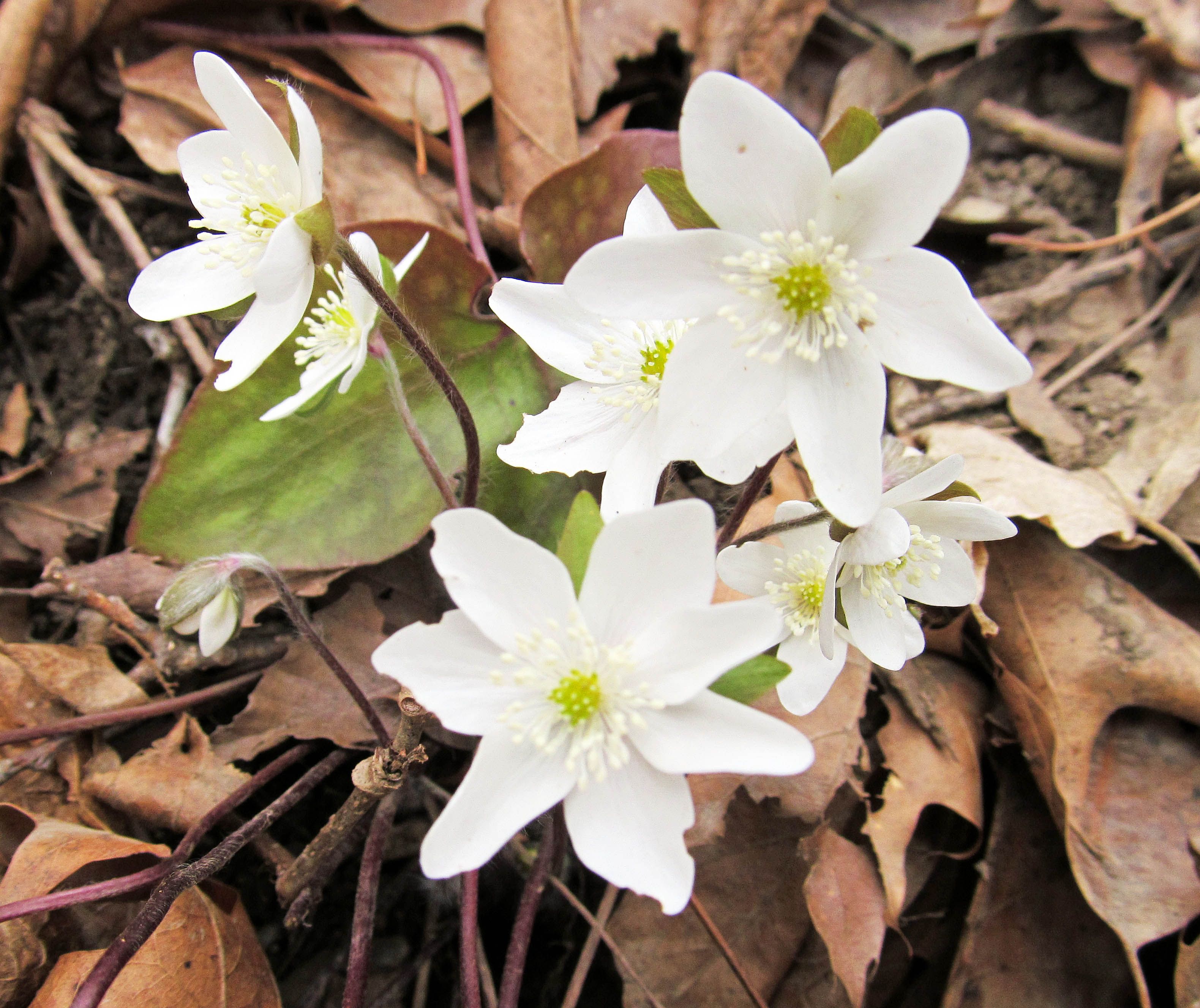 <p>A perennial herb with lobed leaves and star-like purple, blue, or white flowers. It blooms in early spring, often in rich, moist woodlands.</p>