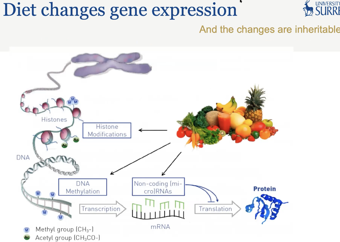 <p>dont act independently</p><p>DNA (de)methylation</p><p>chromatin remodeling</p><p>ncRNAs</p><p>can fine tune gene expression</p>
