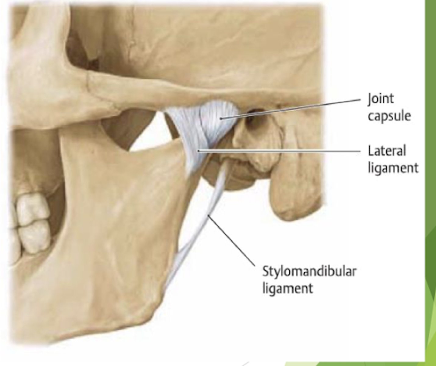 <p>sphenomandibular and stylomandibular</p>
