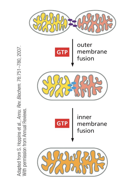 <p>GTPases in the IMM and OMM</p>