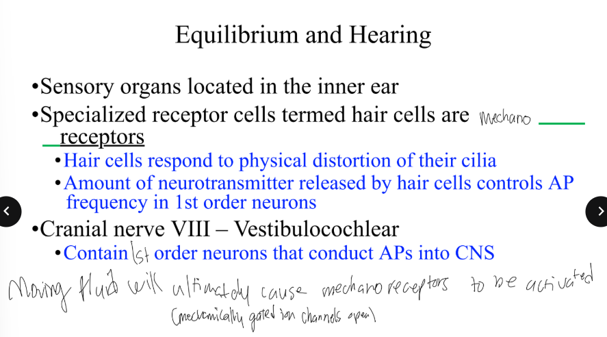 <p>What will ultimately cause mechanoreceptors to be activated, where mechanically gated ion channels open (Equilibrium &amp; hearing)?</p>
