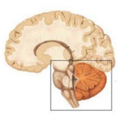 <p><span>cervelet</span></p>