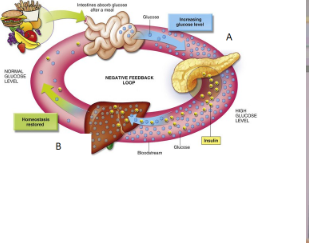 **Which letter indicates that the pancreas will secret insulin?**