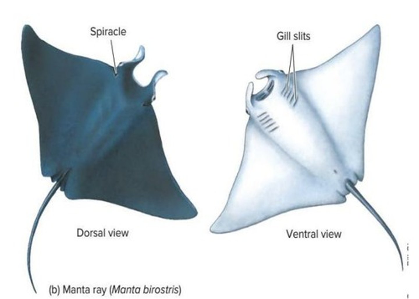<p>They are used for respiration and vary in number among species.</p>