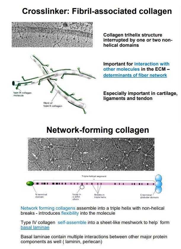 <ul><li><p><strong>crosslinker collagen </strong>has a trihelix structure interrupted by <strong>one or two hinge regions</strong>, which allow <strong>cross-linking</strong> (determines the ECM thickness)</p></li><li><p><strong>network-forming collagen</strong> has <strong>more regular </strong>non-helical breaks, so they are very flexible and can assemble into a <strong>mesh sheet</strong>, which can be <strong>stacked </strong>by interactions between N and C globular domains to form the <strong>basal laminae</strong></p></li></ul><p></p>