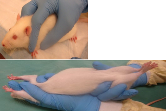 <p>“V” Hold </p>