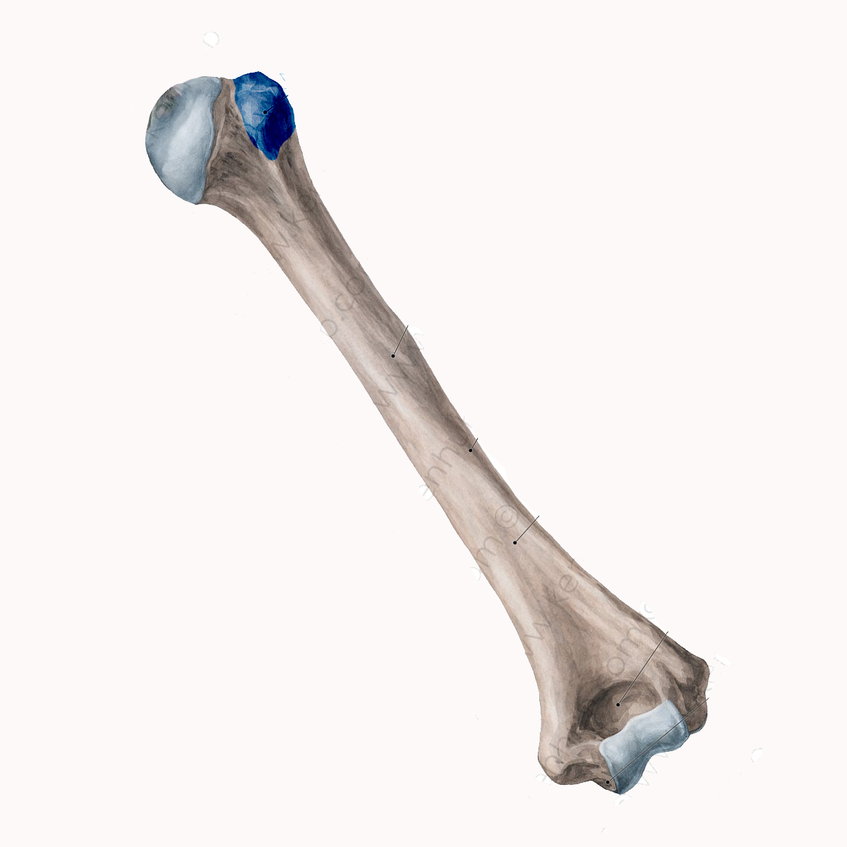 <p>Name the highlighted portion of the humerus</p>