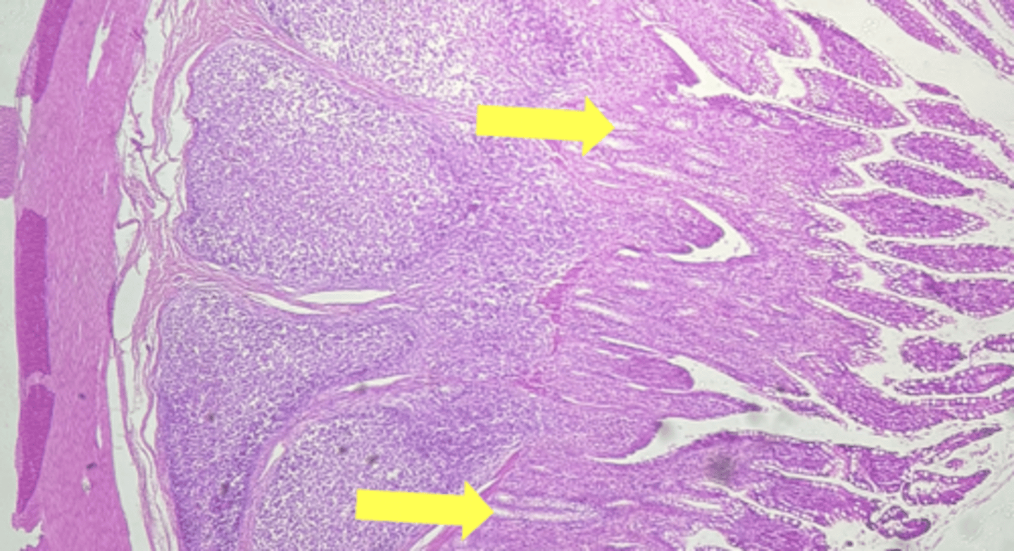 knowt flashcard image