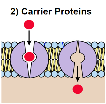 <p>They capture the substance within their sites and move them into the cell</p>
