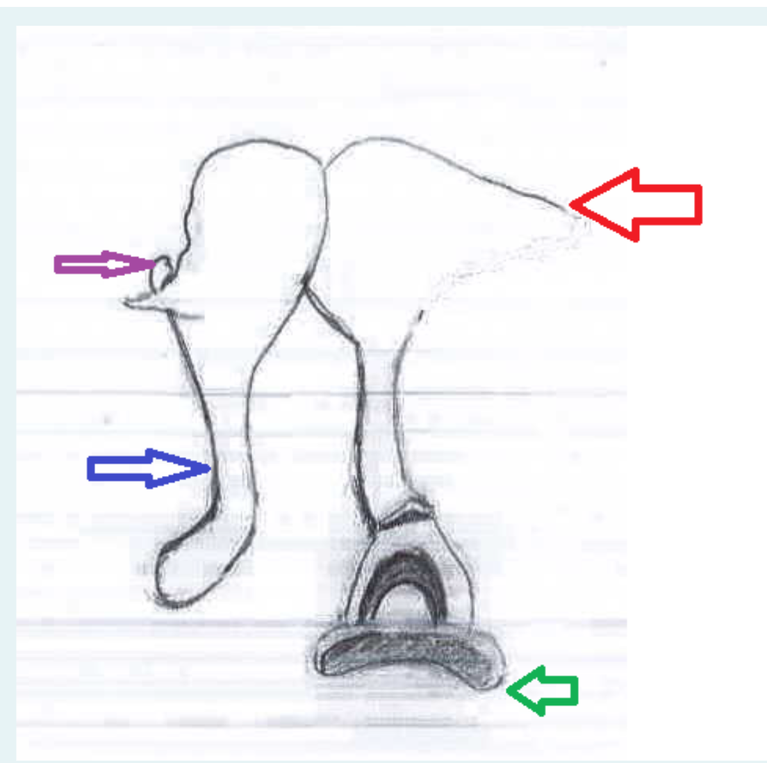 <p>what is the green arrow pointing to, the blue, the red?</p>