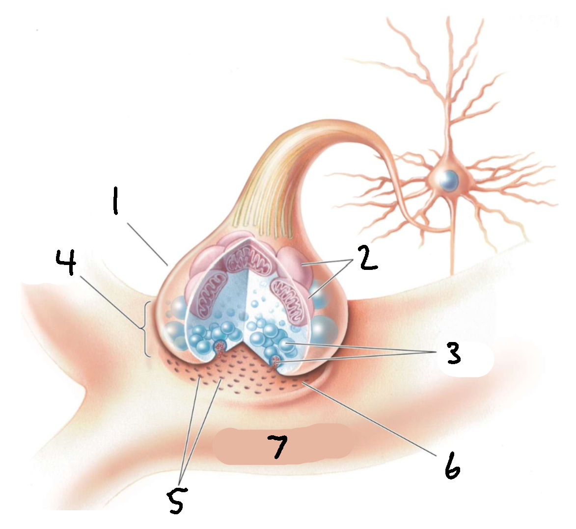 <p>What is 7?</p>