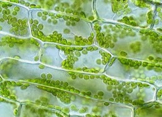 <p>The cells below are most likely: </p><p><span>animal cells because of their shape</span></p><p><span>plant cells because of their shape</span></p><p>&nbsp;<span>bacteria because of their shape</span></p>