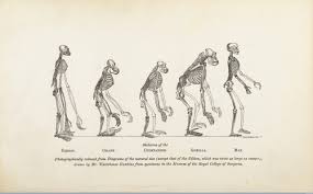 <ul><li><p>Evolution</p></li><li><p>Had an impact on psychology</p><ul><li><p>Researched on rats, monkeys, and pigeons</p><ul><li><p>Proved that animals were similar to humans</p></li></ul></li></ul></li></ul><p></p>