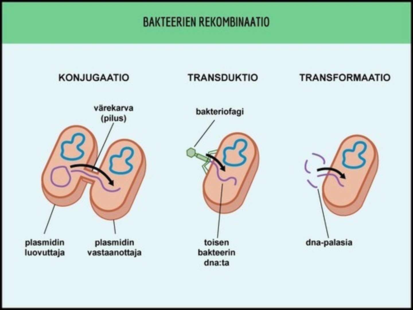 <p>Jälkeläisten perimässä tapahtuvaa geenien uudelleenryhmittymistä.</p>