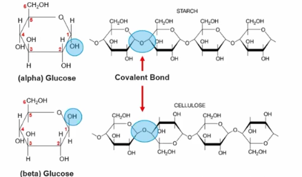 <p>Carbohydrates comprise of liner chains of sugar monomers <strong>(monosaccharids/ simple sugars) </strong>connected by covalent bonds, and small direction changes in the components of a molecule can results in function differences.</p><p>For the most part the change in different direction in the OH group in a simple sugar (monomers) can change the function of the polymers it created.</p><p>For example in the monomer glucose (alpha) because the OH group is facing the bottom when they come together to form a polymer it forms starch, which is used for energy storage in plants. <strong>(due to causing the different direction of the covalent bond)</strong></p><p>However in the monomer glucose (delta) because the OH group is facing the top when they come together to form a polymer it forms cellulose, which is used for structural support for plants. <strong>(due to causing the different direction of the covalent bond)</strong></p>