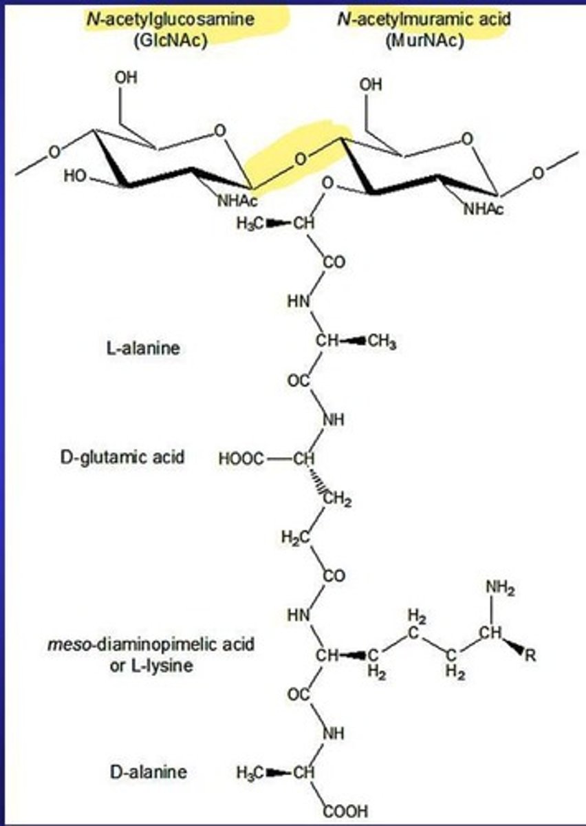 <p>Polymer forming bacterial cell walls, consists of NAM and NAG.</p>