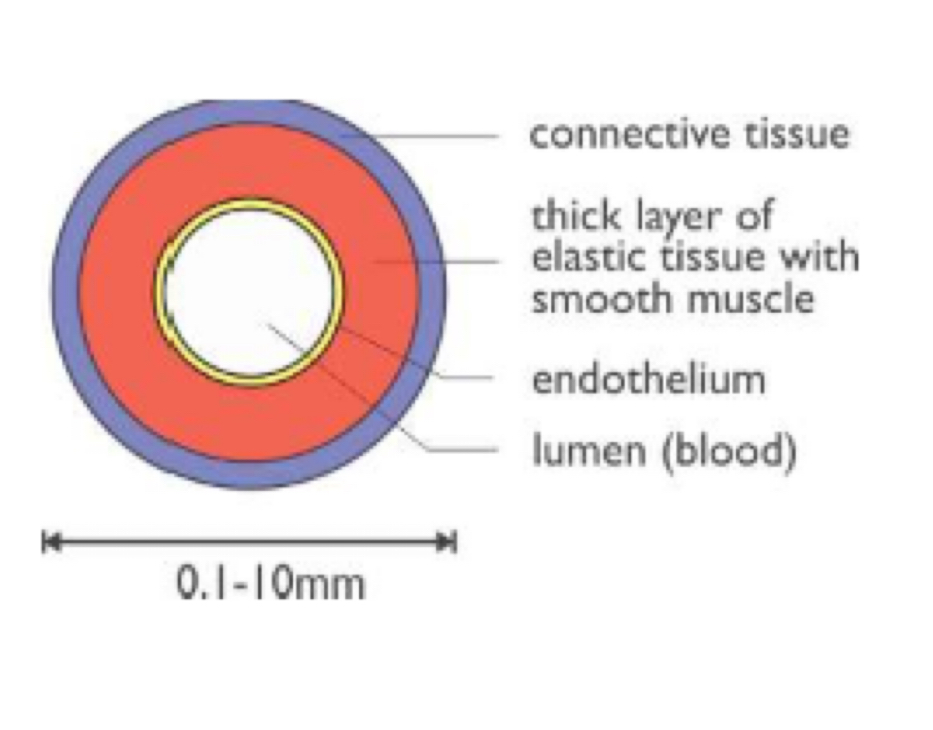 <p><strong><u>Function:</u></strong></p><ul><li><p>carry blood away from the heart to every tissue in the body</p></li></ul><p><strong><u>Structure:</u></strong></p><ul><li><p>thick walls (made of 3 layers):</p><ul><li><p>outer layer → connective tissue</p></li><li><p>middle layer → smooth muscle &amp; elastic tissue (allows expansion during systole &amp; withstands high blood pressure)</p></li><li><p>inner layer → endothelium with elastic basement membrane</p></li></ul></li><li><p>small lumen</p></li><li><p>no valves (except in heart)</p></li><li><p>blood is at high pressure &amp; usually oxygenated (except in pulmonary circulation)</p></li></ul><p></p>