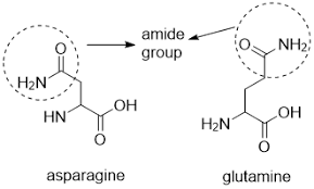 <ul><li><p>Asparagine: Asn, N </p></li><li><p>Glutamine: Gln, Q</p></li></ul><p>Features: </p><ul><li><p>are detrivatives of asparate and glutamate </p></li><li><p>contains a terminal carbonyl amide </p></li><li><p>terminal amine is usually uncharged </p></li></ul><p></p>