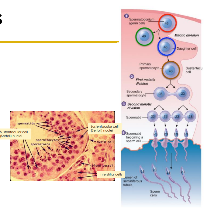 <p>- spermatigonia (stem cells) in outer layer of seminiferous tubules undergo mitosis. Results in Type A (2n) and Type B (2n) daughter cells</p><p>- Type B becomes primary spermatocyte (2n) and undergoes meiosis to produce the spermatids (n)</p><p>- spermatids undergo spermiogenesis to become spermatozoa (sperm cells)</p>