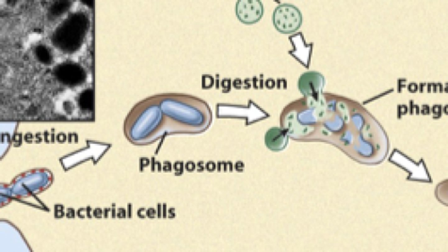 <p>membrane bound vesicle containing an engulfed bacteria</p>
