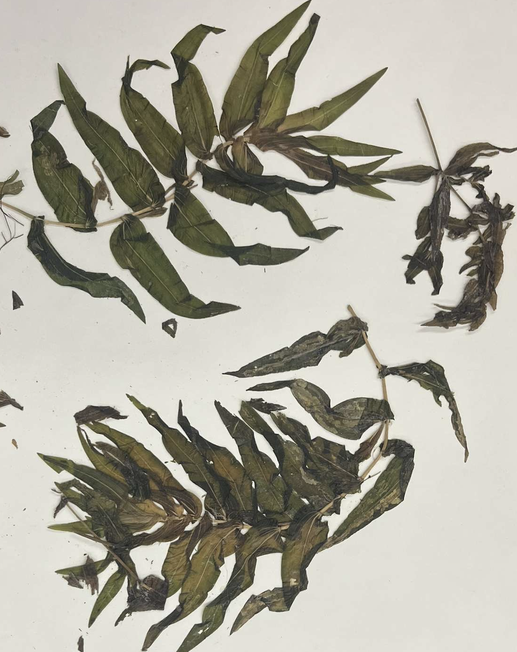 <p>plant?</p>